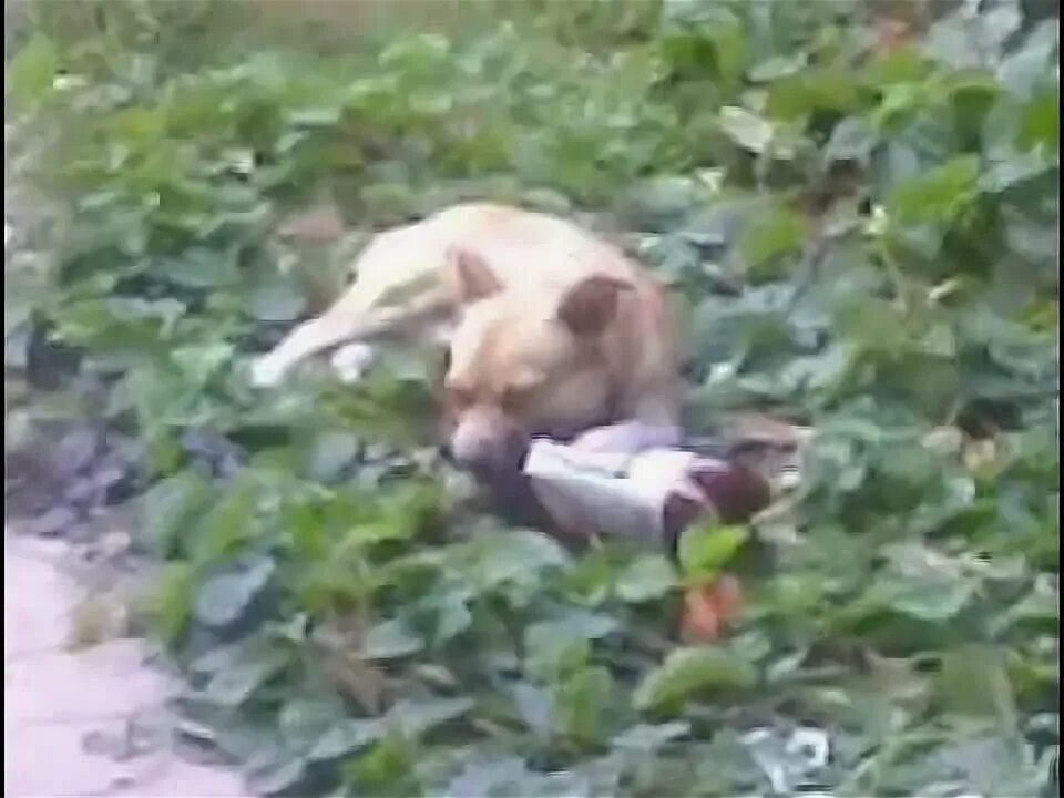 Собака после взрыва пивной кеги. Собака которая взорвала бутылку. собака с кегой. собака и бутылка взорвалась.