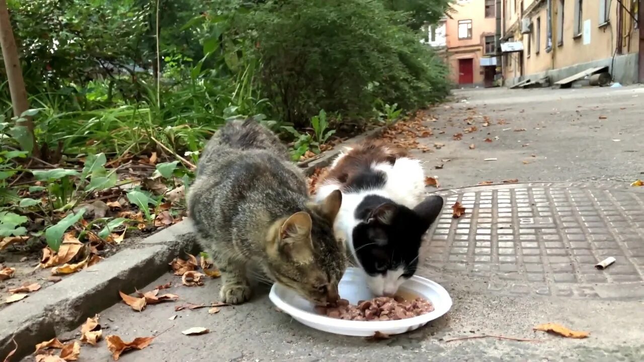 Кормление кошек на улице. Кормления котов на улице. Кормление бездомных кошек. Уличные коты едят. Кошка голодный песня