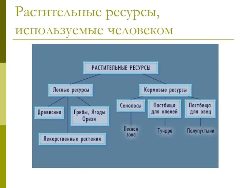 Какие богатства использует человек. Растительные ресурсы. Растительные природные ресурсы. Классификация растительных ресурсов. Растительные ресурсы схема.