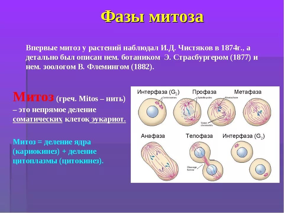 Проверочная работа по биологии митоз 10 класс. Деление клетки митоз биология 10 класс. фазы деления клетки кратко. фазы деления клетки 9 класс биология. фазы митоза 10 класс биология.