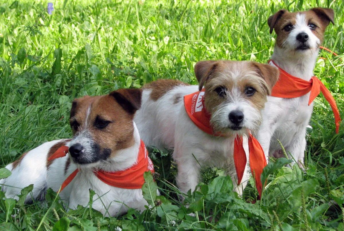 Порода джек рассел терьер. Рассел терьер клуб. Рассел терьер джек рассел. Рассел терьер клуб. Джек-рассел-терьер щенок.