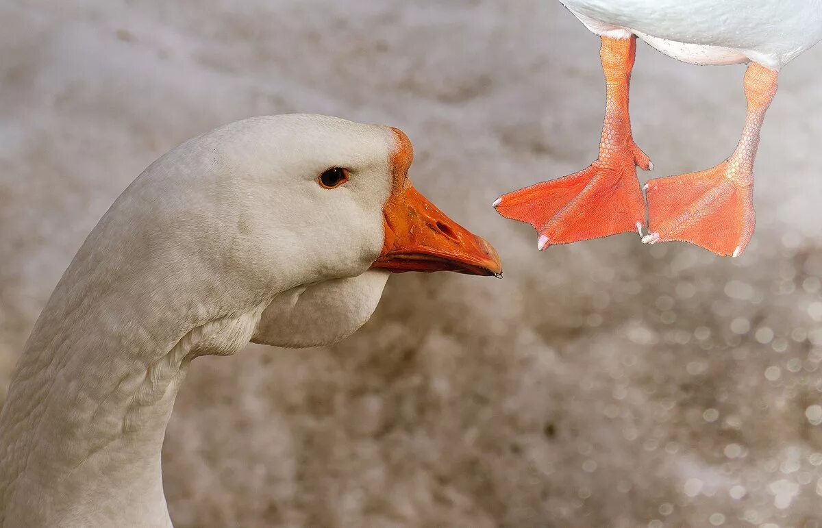Ноги утки. Лапы гуся. Лапы водоплавающих птиц. Перепонки у птиц. Лапы гуся.
