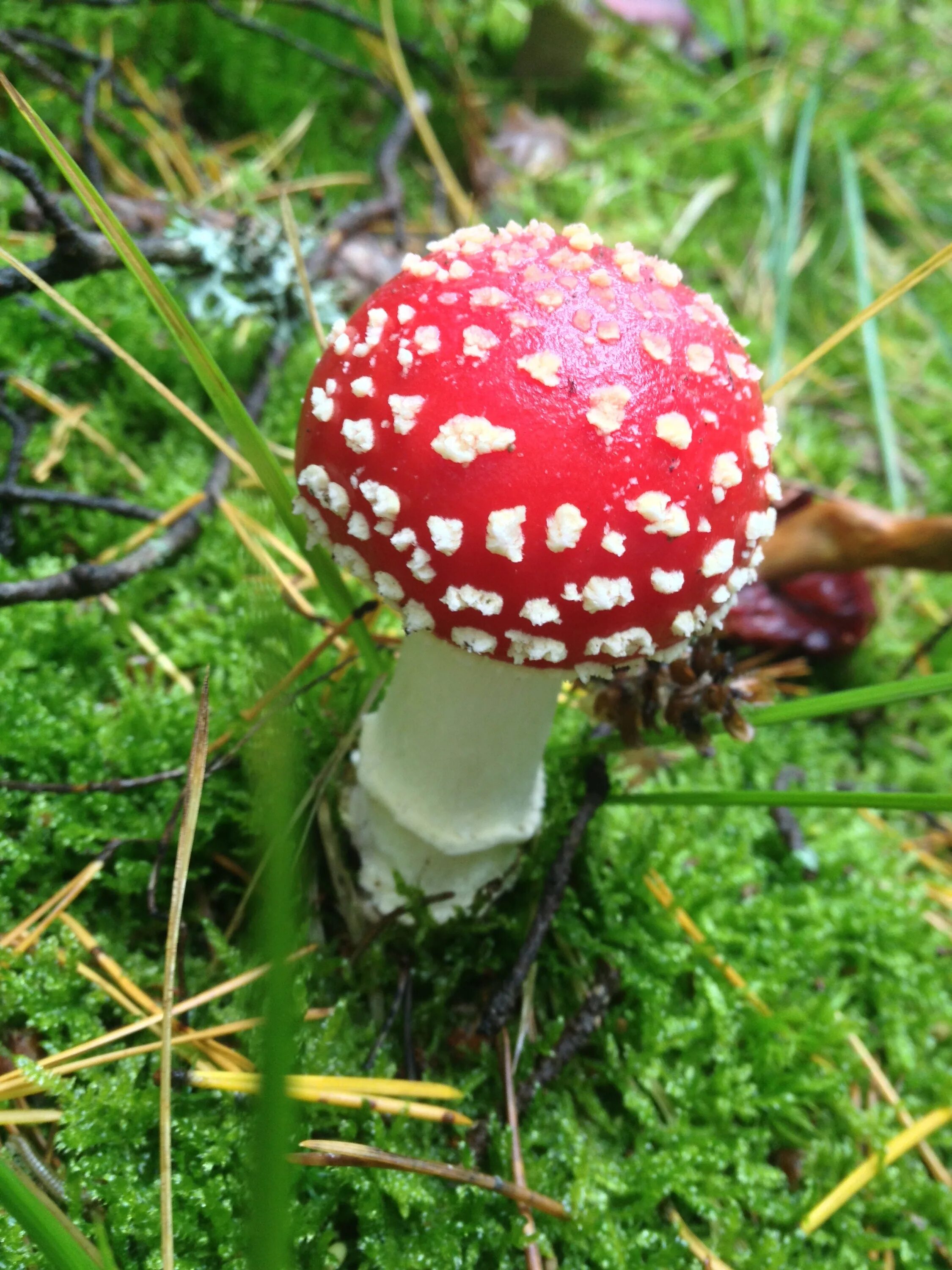 Какие есть опасные грибы. Мухомор Amanita muscaria. Грибы Аманита Мускария. Несъедобные грибы мухомор. Ядовитые грибы мухомор красный.