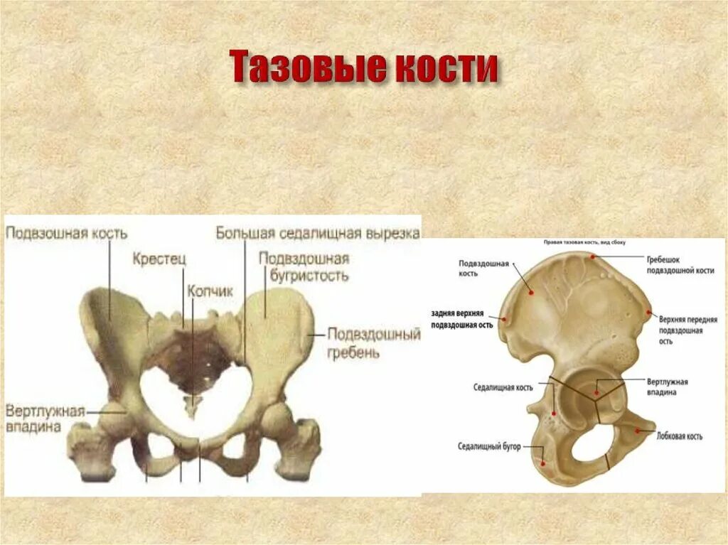 Кости таза сколько