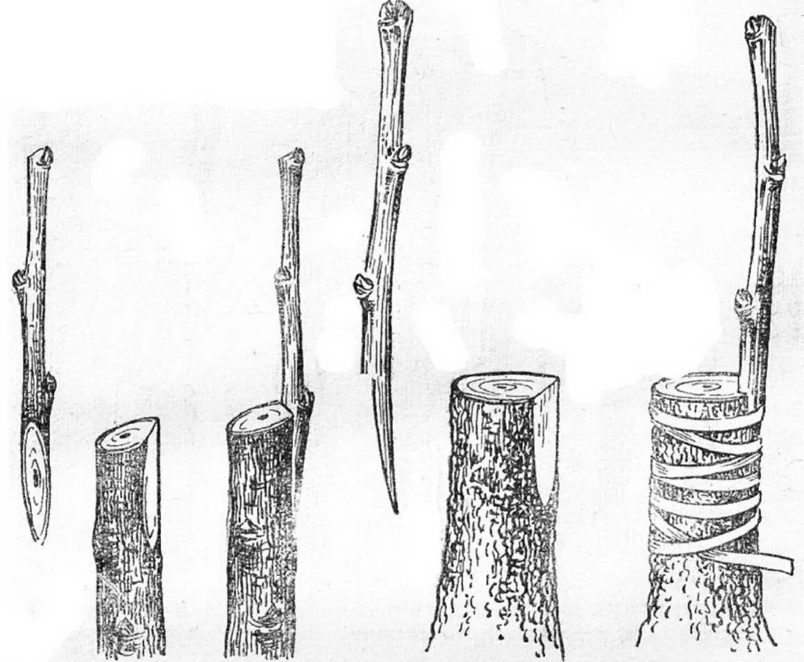 Правильная прививка яблони. Прививка яблони окулировкой. Способы прививки яблони окулировка. Прививка яблони на дичку весной. Окулировка яблони весной.