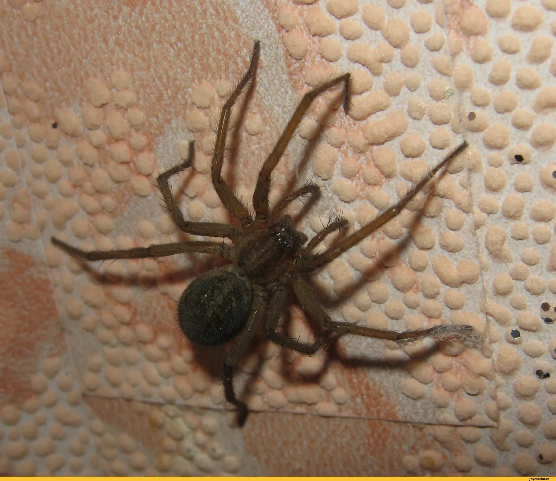 Avoid close encounters with venomous spiders Page 2 Mississippi State University