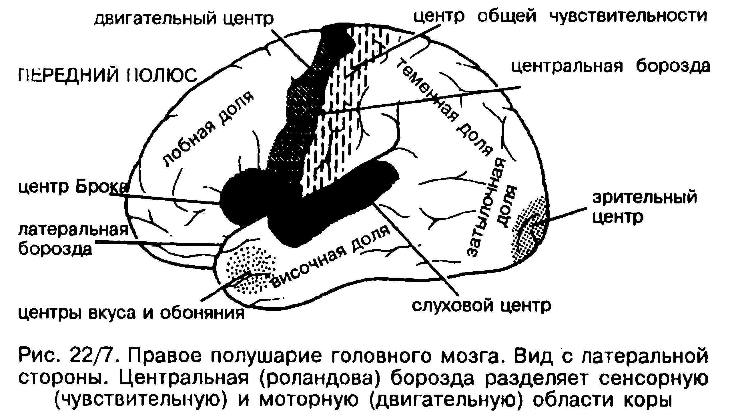 Основный центр. Центр общей чувствительности головного мозга. Корковый центр общей чувствительност. Центр общей чувствительности расположен. Центры мозговой коры общей чувствительности.