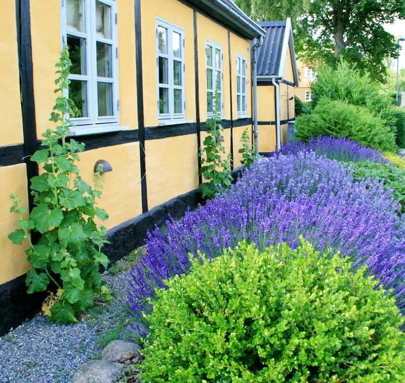 Котовник пит удольф. Лаванда шалфей котовник с розами. Лаванда в дачном ландшафте. Лаванда манстед изгородь. Котовник фассена 'snowflake'.