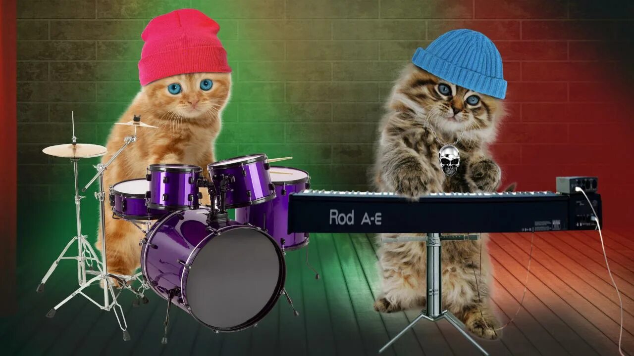 Говорящие смешные кошки. Животные музыканты. Котята музыканты. Звери музыканты. Животные музыканты картинки.