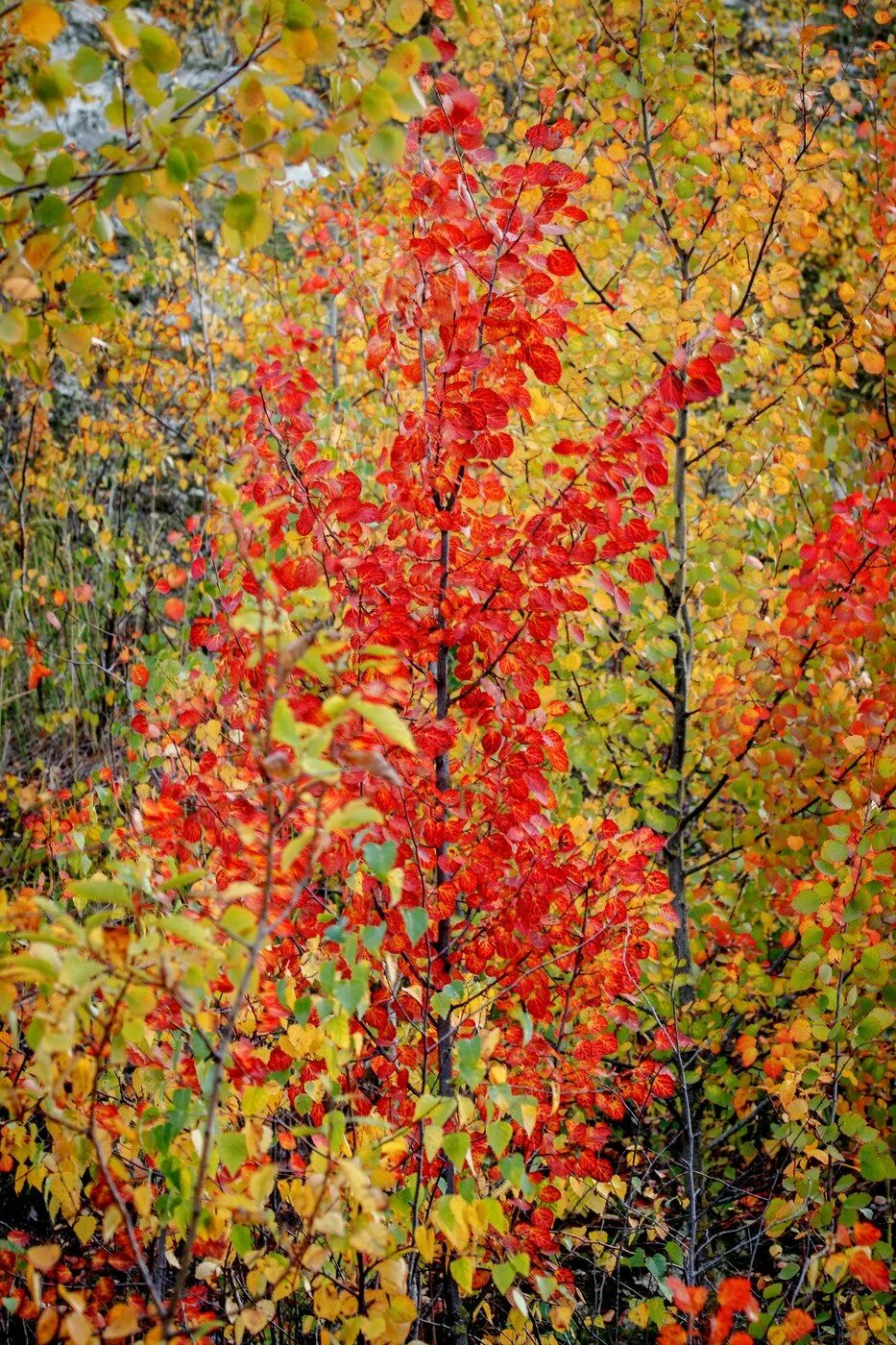 Осенняя осина. Осина дерево осенью. Осина красная. Осина осенью. Осинка листья осенью