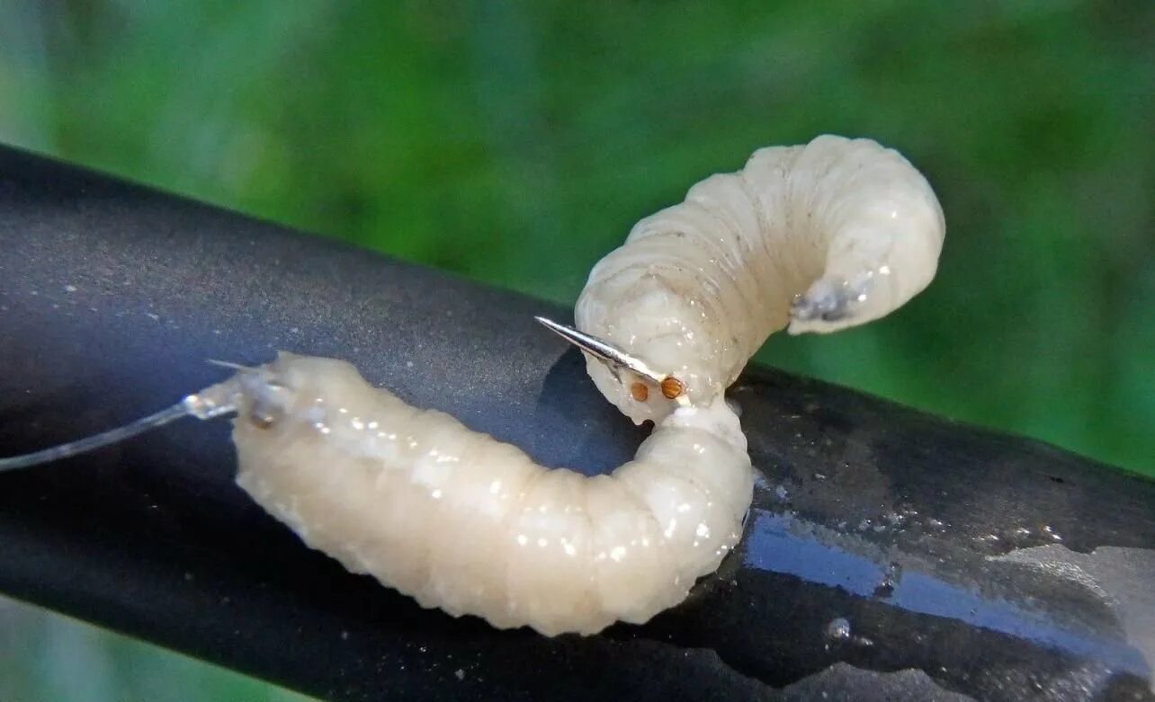 Лучшие личинки. Личинка жука кожееда. Слоновая кость из личинки ларва. Isoptera термиты. Личинки пластинчатоусых жуков.