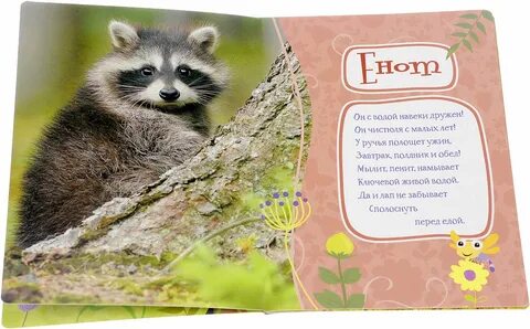 Про енотов для детей