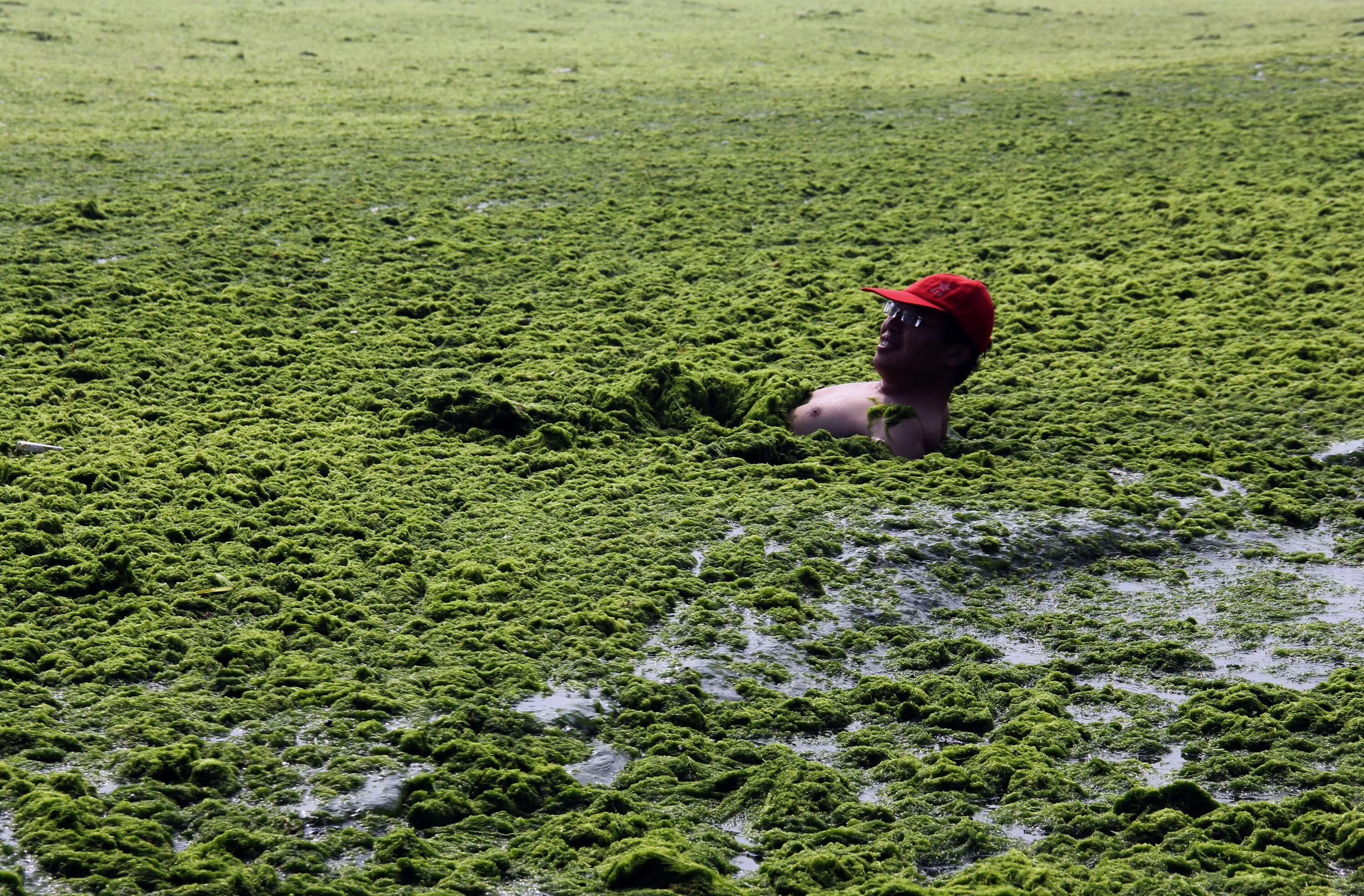 Водоросли в почве. Страшные водоросли. Человек в водорослях. Водоросли на голове. Водоросли желтого моря.