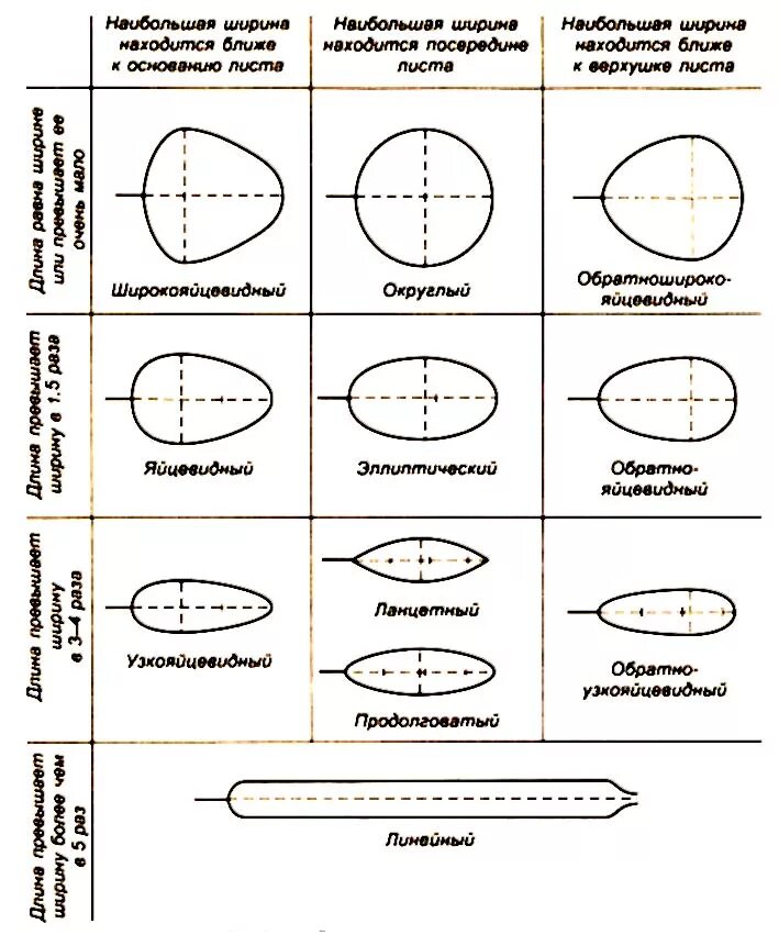 Форма листьев таблица. Форма листьев таблица. Форма листовой пластинки растения. Типы расчленения пластинки простого листа. Перисто-лопастная форма листа дерева.