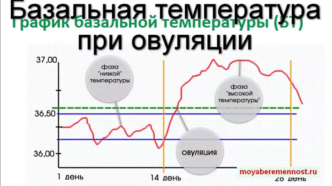 Что значит базальная температура. График базальной температуры с овуляцией. Овуляторный график базальной температуры. График измерения базальной температуры при овуляции. График БТ при овуляции.