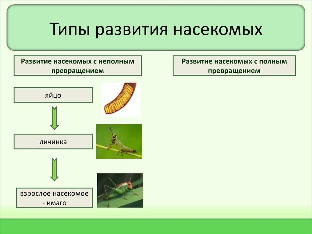 Сравнить типы развития насекомых. Сравнить типы развития насекомых