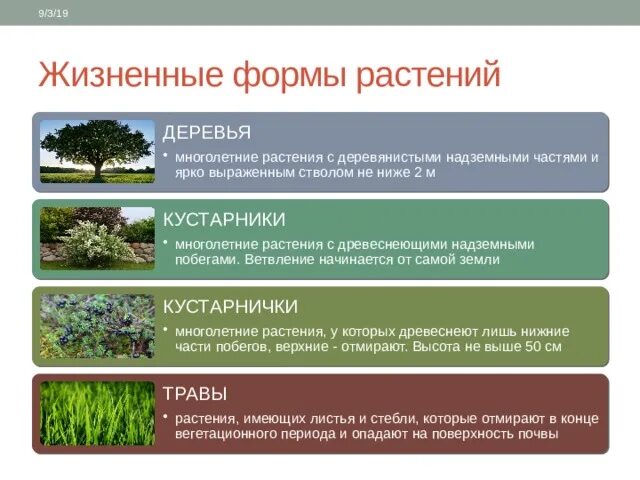 Основные жизненные формы деревья и кустарники. Жизненная форма растений таблица 6 класс биология. Жизненные формы растений 6 класс биология. Таблица по биологии 6 класс жизненные формы. Виды жизненных форм растений.