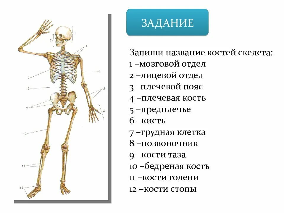 Кости человека 4 класс окружающий мир. Запиши названия костей скелета. Скелет человека биология 9 класс. Строение скелета кости. Название частей скелета человека.