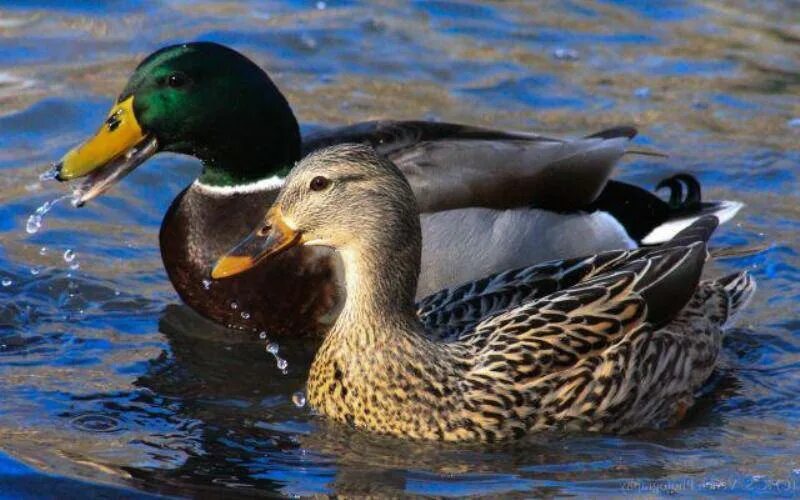 дикая утка кряква. утка кряква самка. самка утки. кряква, чирок,огарь. утка кряква селезень.