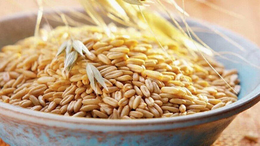 Овес. Овес боррус. Овес центр. Овёс посевной. Овес цельный неочищенный.