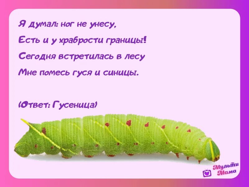 Загадка про гусеницу. Загадки про насекомых. Загадки про насекомых для детей. Стихи про насекомых для детей.