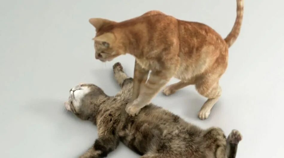 Зачем коты делают массаж