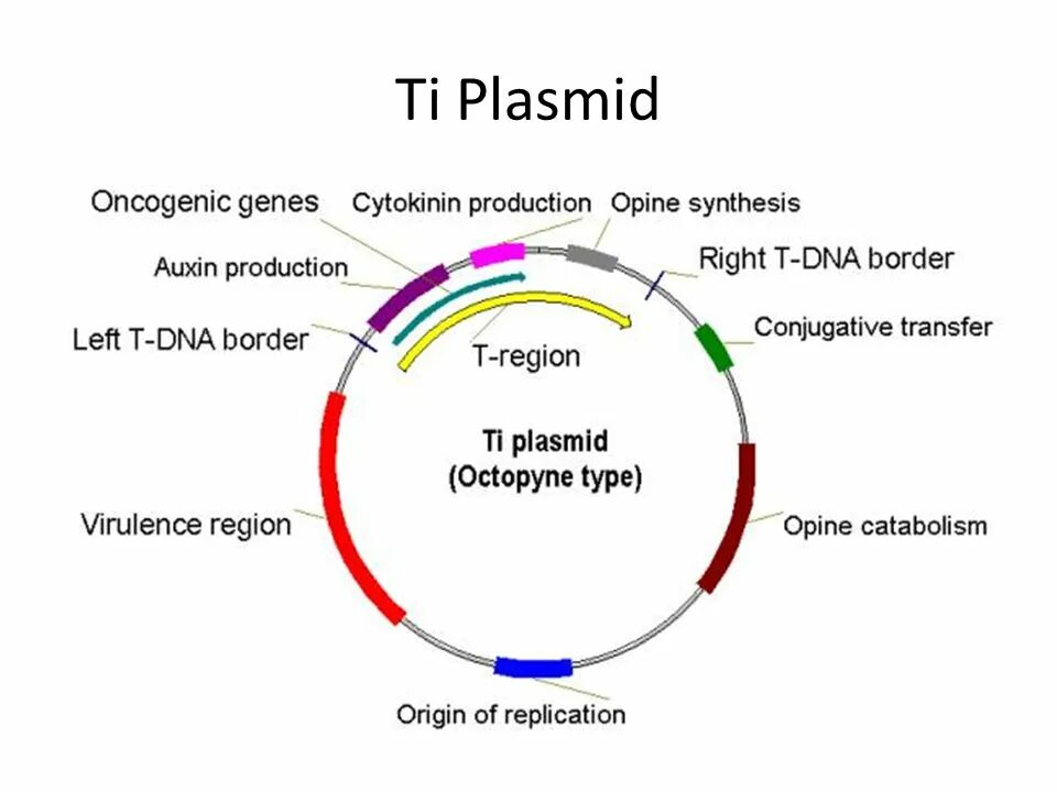 Плазмиды биотехнология. Agrobacterium ti-plasmid. Ti плазмиды. Ти плазмиды агробактерий. Карта ti-плазмида.