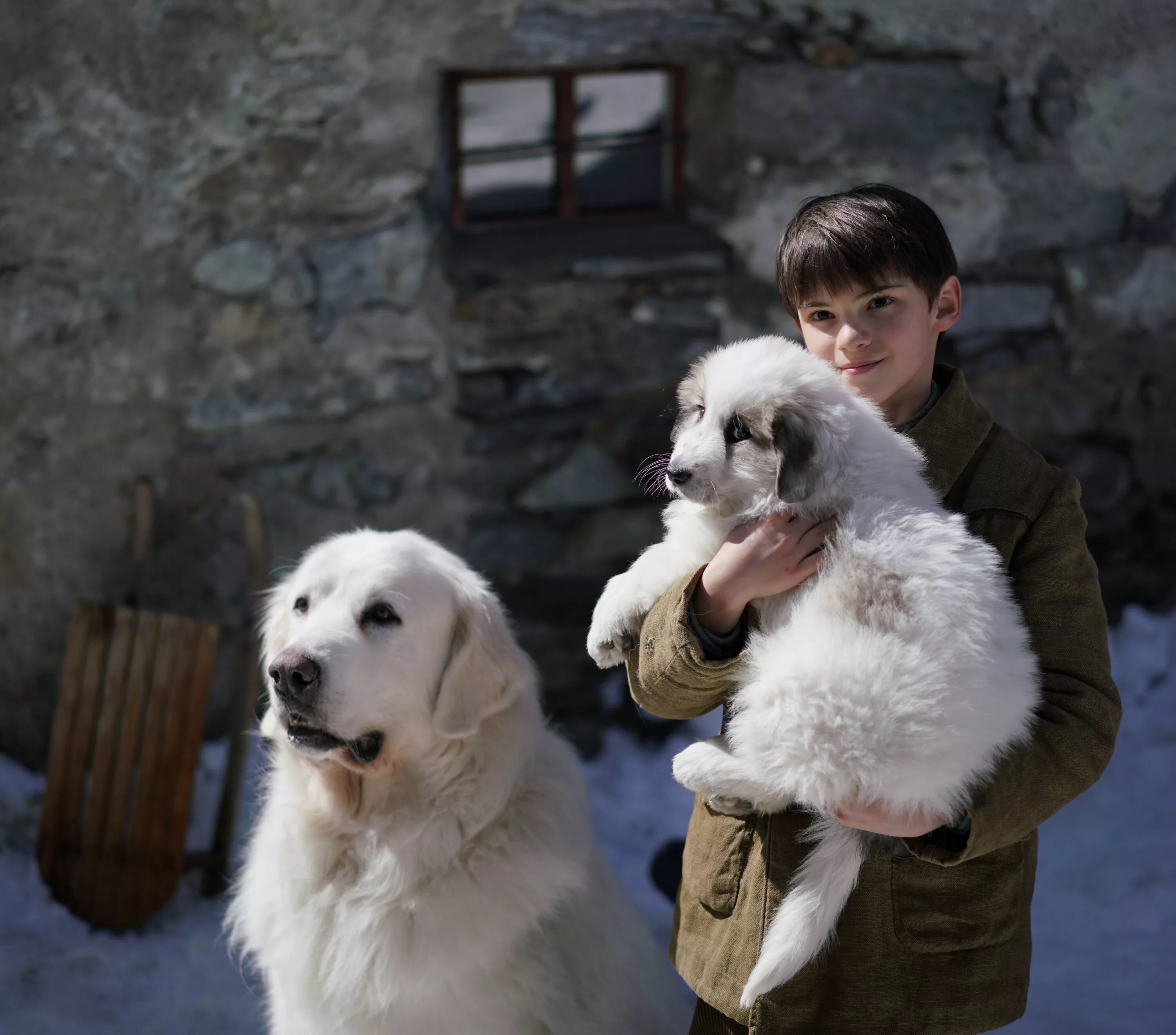 Порода собак себастьян. «Белль и Себастьян» (Николя Ванье, 2013).