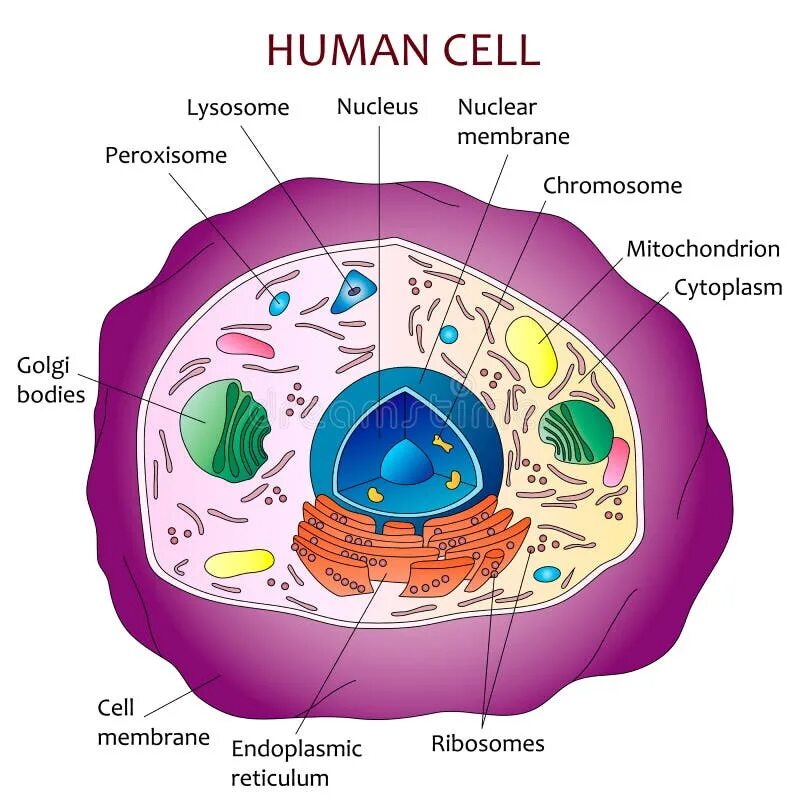 Cell in programming
