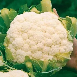 Капуста гудман отзывы