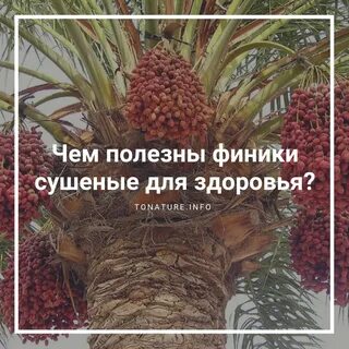 Польза фиников для женщин после 50
