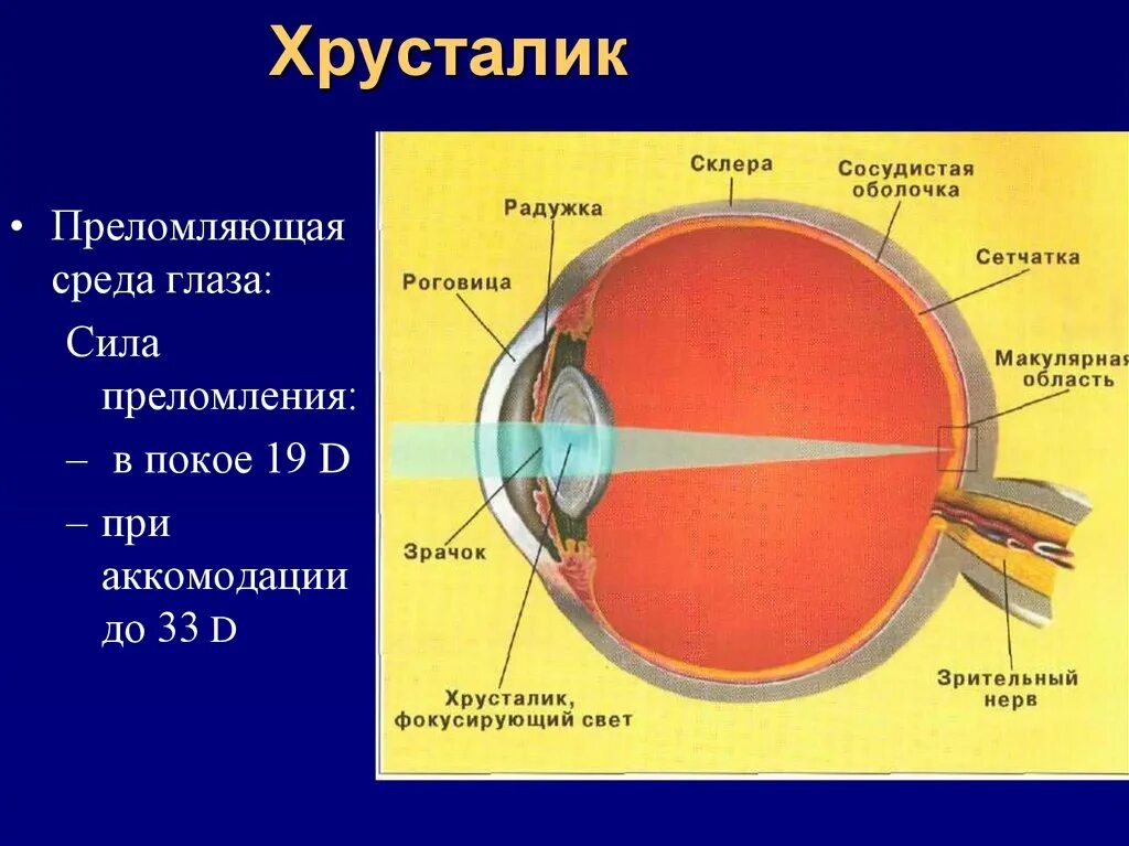 Какую форму имеет хрусталик. Преломляющая сила роговицы. Строение хрусталика глаза анатомия. Склера роговица хрусталик. Глазной хрусталик анатомия глаза.