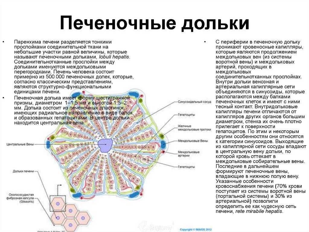 Печеночная долька строение и функции. Строение дольки печени. Строение печеночной дольки гистология. Строение печени и печеночной дольки.