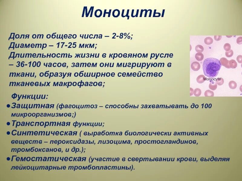 Что значит относительное количество моноцитов. Моноциты строение и функции. моноцит форма клетки. характерное строение моноцитов. моноциты строение.