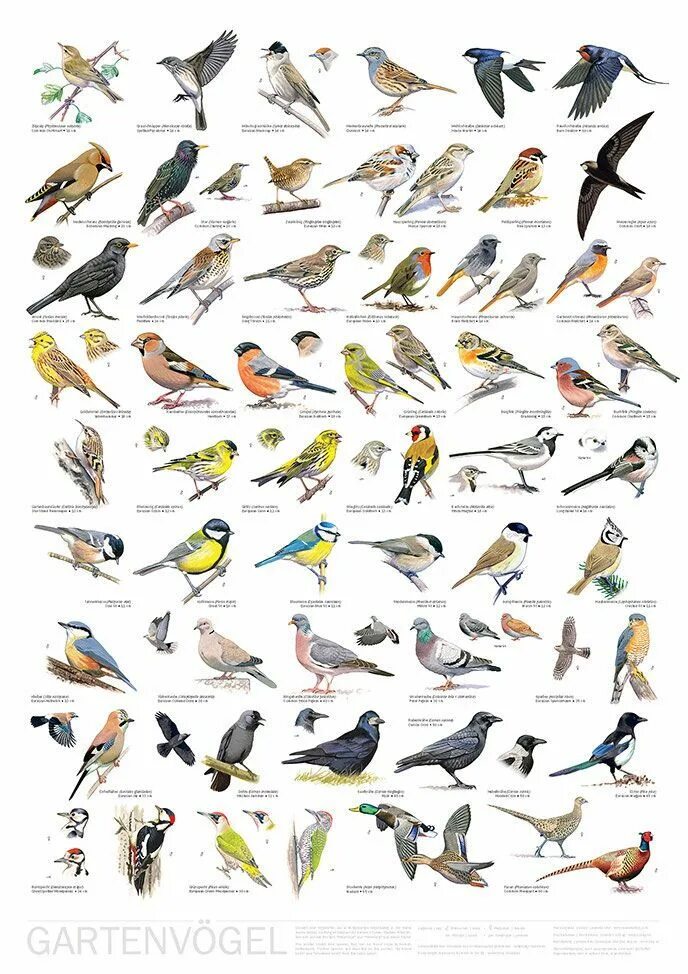 Название птиц много. Плакат птицы. Разновидности птиц. Разные виды птиц. Птички всех видов.