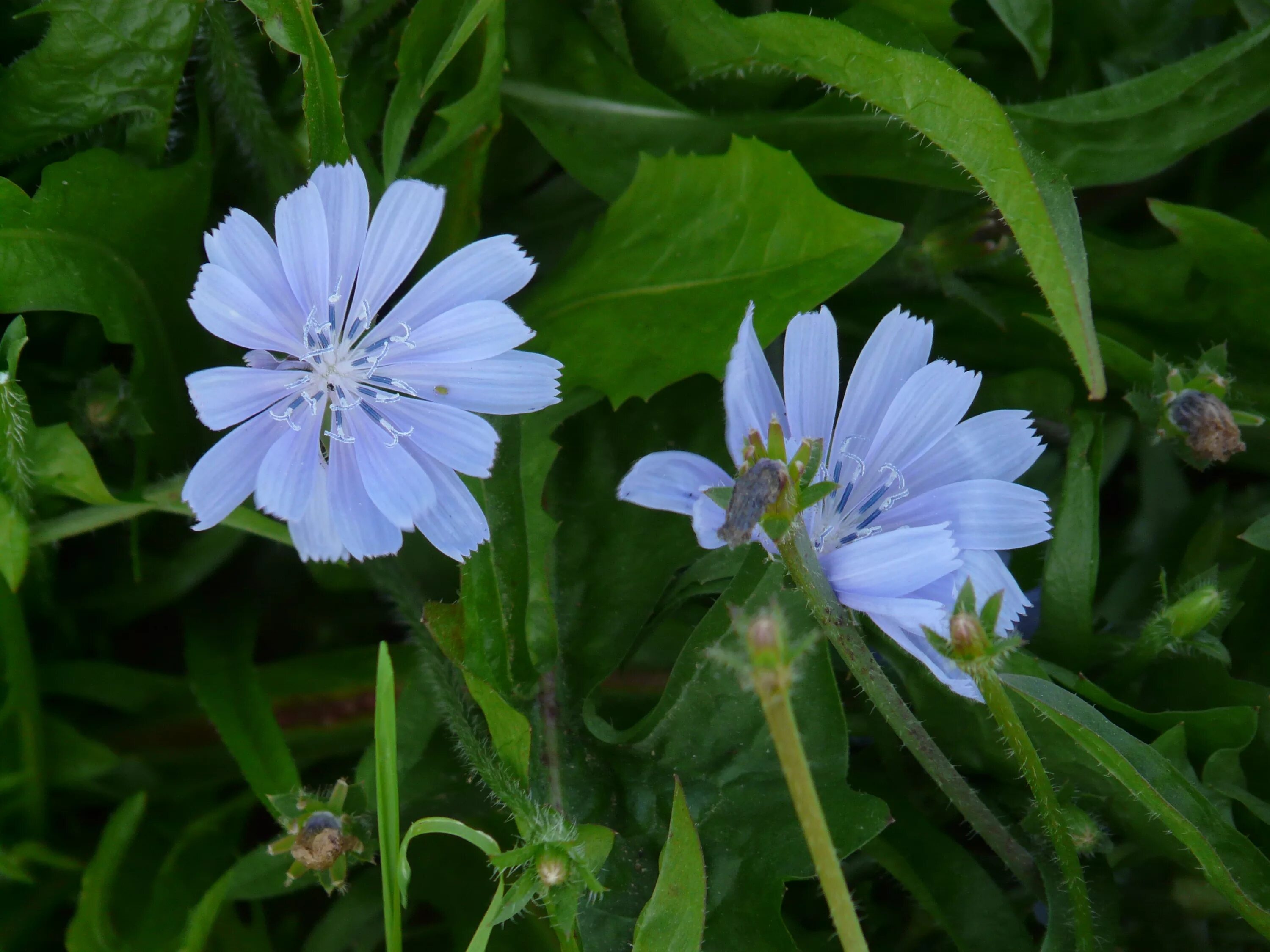 Как делают цикорий. Цикорий обыкновенный Cichorium intybus. Цикорий синий цветок. Дикий цикорий (Cichorium. Цикорий Луговой.
