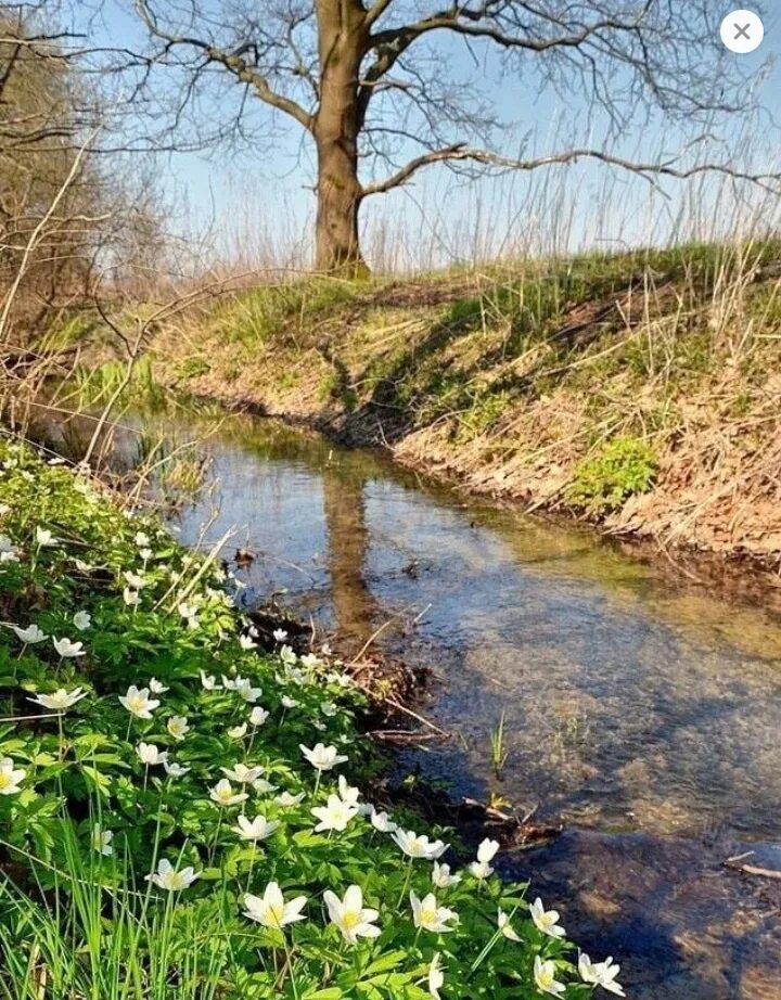 Зачем весной ручьями. Весенние ручьи. Весенний Ручеек. Природа весной ручейки.