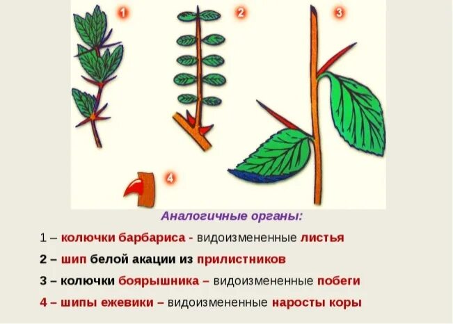 Какое положение занимает лист на побеге. Барбарис видоизмененные прилистники. колючка барбариса это видоизменение. видоизмененный лист барбариса. шип шиповника видоизменение.