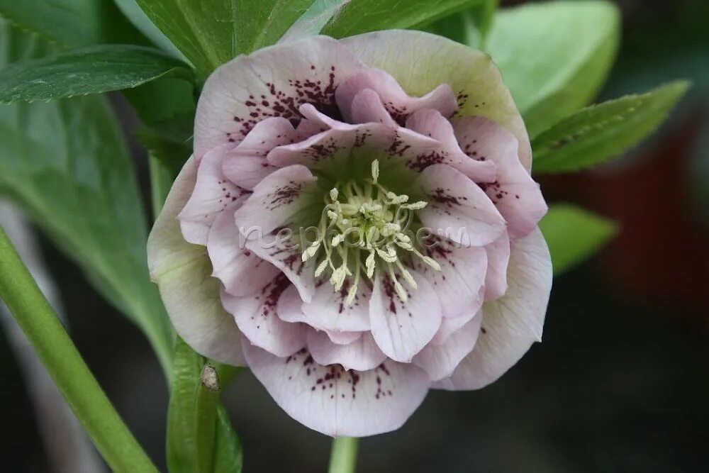 Helleborus orientalis Double Ellen Pink. Морозник Дабл Эллен Пинк споттед. Морозник orientalis Double Ellen Pink. Морозник Пинк споттед.