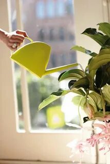 Watering leaves