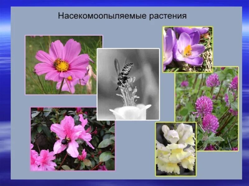 Назовите насекомоопыляемое растение