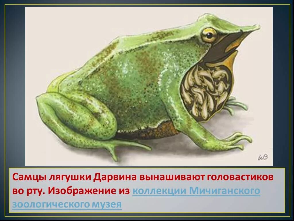 Как с помощью жабы определяли беременность