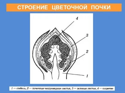 21 строение