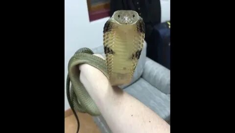 Покажи видео кобра