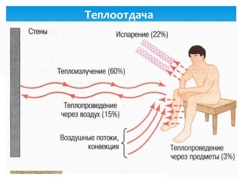 Теплоотдача организма человека. Механизм теплоотдачи организма. Теплопотери тела человека. Испарение теплоотдача. Ощущается как тепло