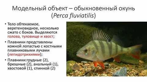 Какие плавники у окуня
