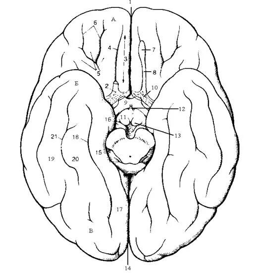 Нижняя поверхность мозга. Нижняя поверхность полушарий большого мозга борозды. Медиальная поверхность полушарий мозга. Борозды и извилины нижней поверхности полушария большого. Борозды и извилины нижней поверхности больших полушарий.