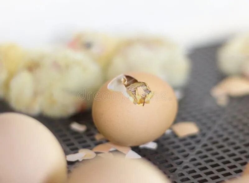 Фото развития цыпленка. Зародыш в яйце в инкубаторе. Формирование птенца в яйце.