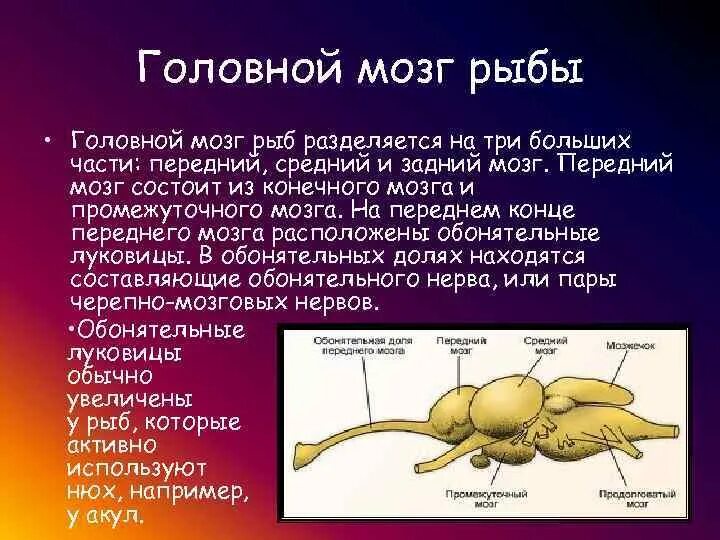 Функции отделов головного мозга у рыб. Головной мозг рыбы состоит. Мозг рыбы строение. Строение головного мозга рыбы.