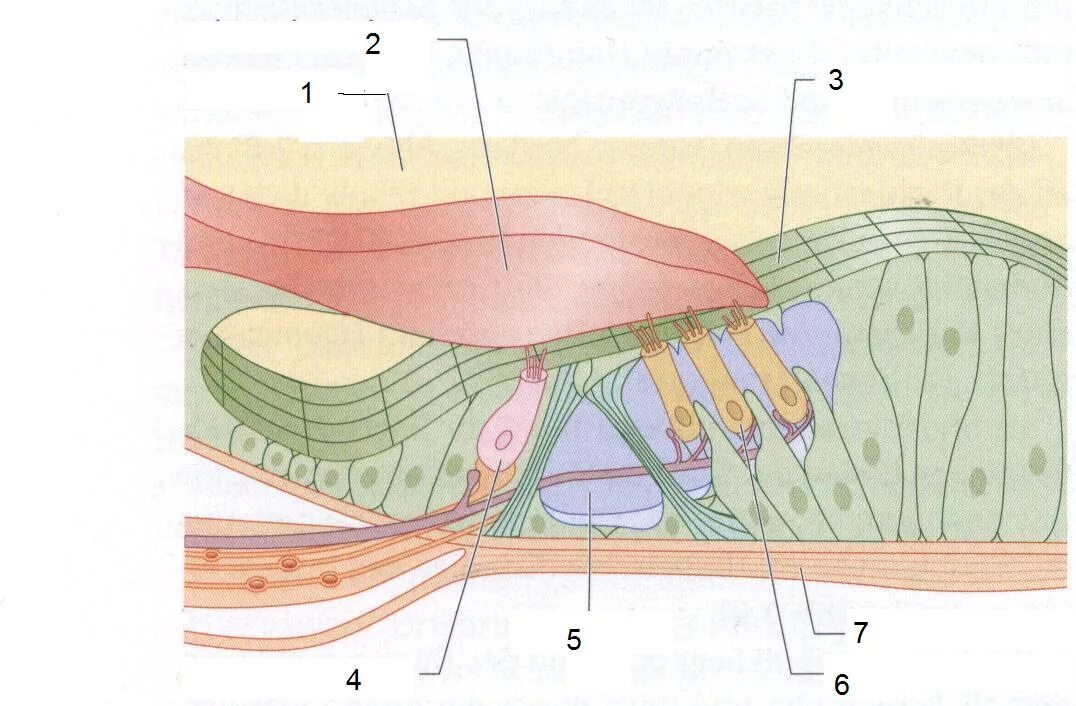 Кортиев орган волосковые клетки. Кортиев орган клетки. Кортиев орган внутреннего уха. Стереоцилии Кортиев орган.